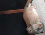 Konijnen, Dieren en Toebehoren, Konijnen, Mannelijk