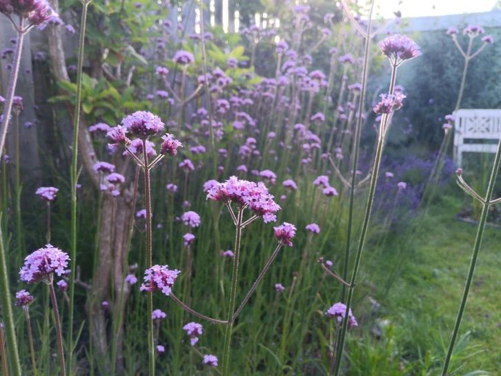 Stekjes Trilgras, Goudsbloem en IJzerhard, Tuin en Terras, Bloembollen en Zaden, Zaad, Gehele jaar, Volle zon, Ophalen of Verzenden