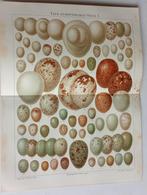 2x Litho 1895 Eieren,, Ophalen of Verzenden