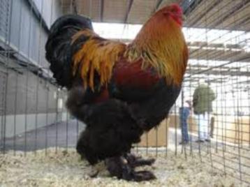 GROTE HANEN....................... beschikbaar voor biedingen