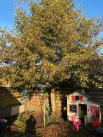 Gratis boom, Tuin en Terras, Ophalen, Zomer, Overige soorten, 250 tot 400 cm