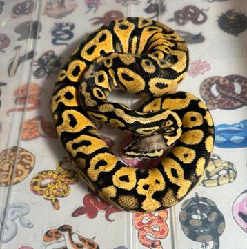 Ballpython beschikbaar voor biedingen