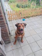 Pup/ jonge kruising rohdesian ridgeback/ berner sennen  Reu., Dieren en Toebehoren, Honden | Niet-rashonden, 15 weken tot 1 jaar