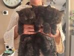 Prachtige Britse korthaar kittens, Meerdere dieren, Ontwormd, 0 tot 2 jaar