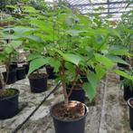 Purperkleurige Catalpa struik | Catalpa 'Purpurea', Ophalen, Overige soorten