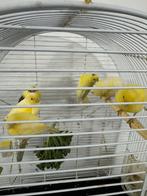 Zes gele kanaries met kooi, Dieren en Toebehoren, Vogels | Kanaries, Meerdere dieren, Kleurkanarie