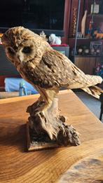 Opgezette Bosuil op Houten Sokkel, Verzamelen, Dierenverzamelingen, Ophalen, Zo goed als nieuw, Vogel, Opgezet dier