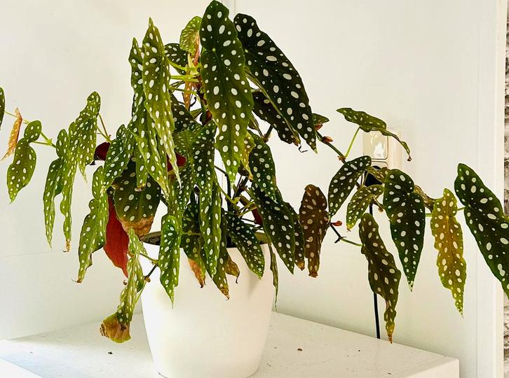 Robuust Mooie ‘Polka Dot’ Begonia, in pot, zie omschrijving, Huis en Inrichting, Kamerplanten, Overige soorten, Minder dan 100 cm