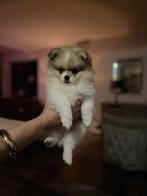 Pomeriaan pups, Dieren en Toebehoren, 8 tot 15 weken, Meerdere, Meerdere dieren, Nederland