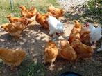 Cochin kriel kip haan, Dieren en Toebehoren, Pluimvee, Meerdere dieren, Kip