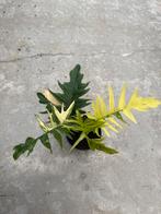 Philodendron Florida Beauty x Tortum, Huis en Inrichting, Ophalen of Verzenden, Overige soorten, Minder dan 100 cm