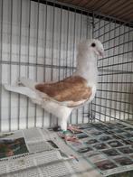 Oud hollandse meeuwen., Dieren en Toebehoren, Overige soorten