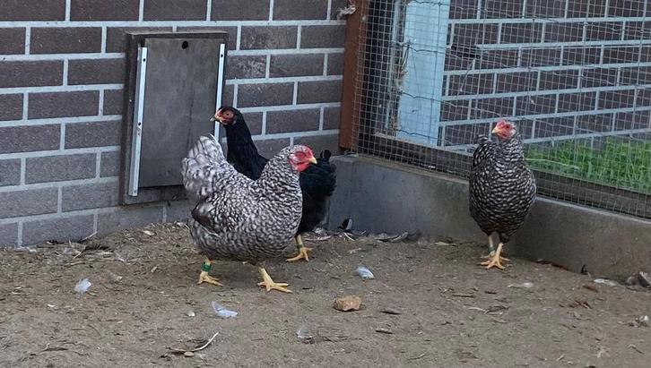 Mooie Wyandottekriel hennen, Dieren en Toebehoren, Pluimvee, Kip, Vrouwelijk