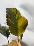 Philodendron Caramel Marble Variegata - Roze Kamerplant, Huis en Inrichting, Kamerplanten, Ophalen of Verzenden