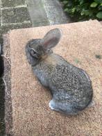 Vlaamse reus 7,50 euro., Dieren en Toebehoren, Konijnen, Meerdere dieren, Groot, 0 tot 2 jaar