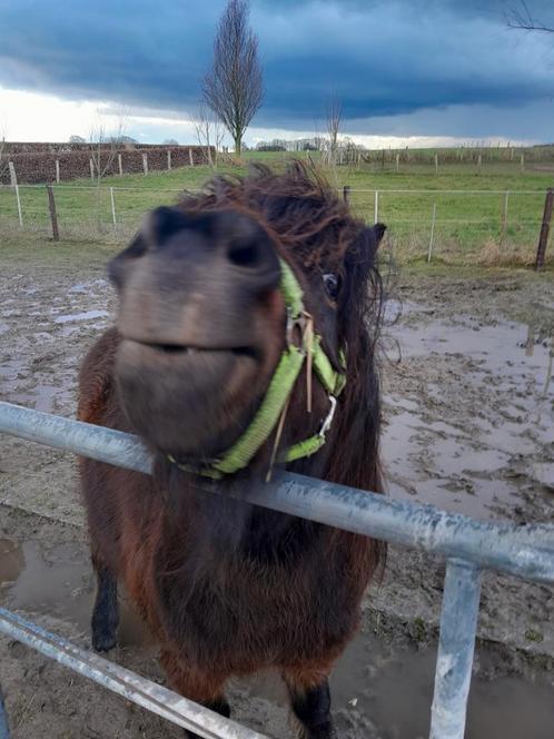 Verzorger gezocht, Dieren en Toebehoren, Overige Dieren, Mannelijk