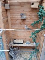 Oorvklekduiven, Meerdere dieren, Overige soorten