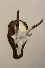 Edelhert spitser gewei Hoge Veluwe, Ophalen of Verzenden, Zo goed als nieuw, Hert, Gewei of Kop