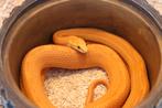 Rattenslang, Dieren en Toebehoren, Reptielen en Amfibieën, Slang