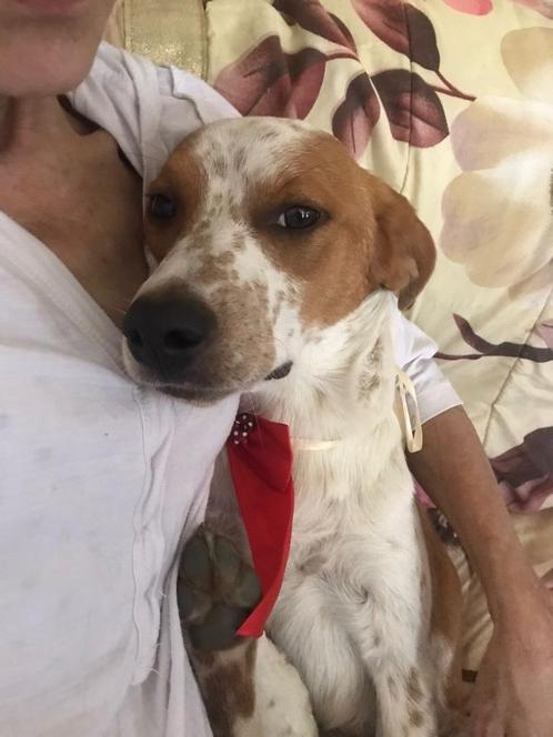Waar mag deze leuke jonge man Aramis komen wonen?, Dieren en Toebehoren, Honden | Niet-rashonden, Middel, Reu, Particulier, Eén hond