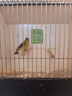 Zwartkopsijs pop, Vrouwelijk, Tropenvogel