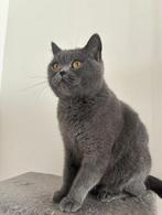 Britse korthaar poes, Dieren en Toebehoren, Poes, 3 tot 5 jaar