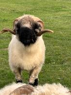 Prachtige stamboek ram, Dieren en Toebehoren, Mannelijk, Schaap