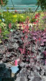 Heuchera in diverse soorten in grote 17 cm pot, Ophalen, Zomer, Overige soorten, Volle zon