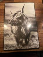 Zwart-wit Schotse Hooglander Print, Huis en Inrichting, Ophalen of Verzenden, Zo goed als nieuw, Print, 50 tot 75 cm
