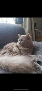 Wegens ernstige ziekte mijn ragg Dolls, Dieren en Toebehoren, Katten en Kittens | Raskatten | Langhaar, Poes