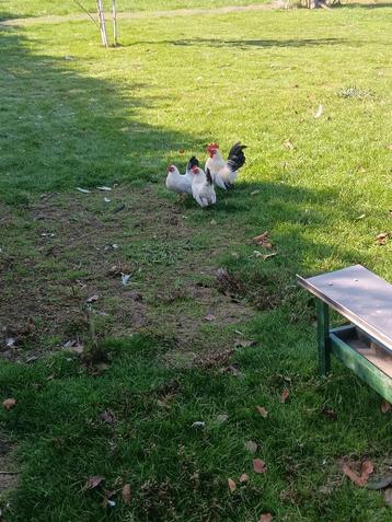 chabo beschikbaar voor biedingen