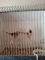 Spitsstaart amadine's, Dieren en Toebehoren, Meerdere dieren, Tropenvogel