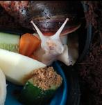 Achatina fulica white jade, Overige soorten, Met terrarium, 0 tot 2 jaar