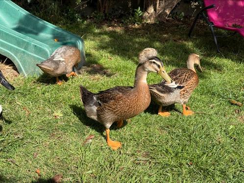 Loopeenden, Dieren en Toebehoren, Pluimvee, Eend, Meerdere dieren