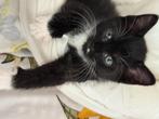 De liefste kittens zijn opzoek naar een nieuw huisje, Dieren en Toebehoren, Katten en Kittens | Raskatten | Korthaar, Kater, Ontwormd