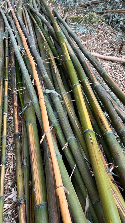 Bamboe te koop Dikke & dunne stammen 8 tot 10 meter hoog!, Tuin en Terras, Palen, Balken en Planken, Ophalen