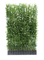 Hedera groen blijvende haag schermen voor direct privacy