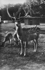 Oud Valkeveen   Hertenkamp., Verzamelen, Ophalen of Verzenden, 1960 tot 1980, Gelopen, Utrecht