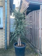 Kurkeik 3 stammen, 220cm, winterhard, Tuin en Terras, Planten | Bomen, Ophalen, In pot, Overige soorten, 100 tot 250 cm