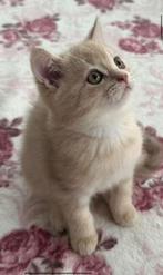 Britse Korthaar Kitten, Dieren en Toebehoren, Katten en Kittens | Raskatten | Korthaar, Kater, Ontwormd, 0 tot 2 jaar