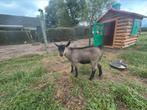 Zwoeger vrije geitenbok, Dieren en Toebehoren, Schapen, Geiten en Varkens, Mannelijk, Geit, 0 tot 2 jaar