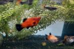 Platy's & guppen, Dieren en Toebehoren, Vissen | Aquariumvissen, Vis