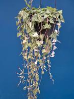 Ceropegia woodii Luuk p14, Huis en Inrichting, Kamerplanten, Ophalen of Verzenden, Halfschaduw, Minder dan 100 cm