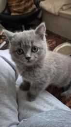Britse Korthaar kater (Gereserveerd voor Stef en Mila), Dieren en Toebehoren, Katten en Kittens | Raskatten | Korthaar, Kater