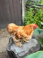 Cochin haantje, Dieren en Toebehoren, Pluimvee, Mannelijk, Kip