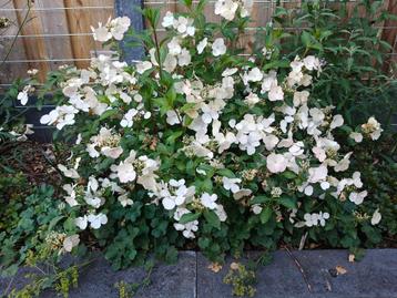 Hortensia Runaway Bride  beschikbaar voor biedingen