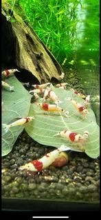 Crystal Red SSS garnalen wit high grade!, Dieren en Toebehoren, Kreeft, Krab of Garnaal