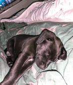 Lieve Pup – Kruising Labrador/Stafford – 9 Weken Oud, Dieren en Toebehoren, Honden | Niet-rashonden, Reu, 8 tot 15 weken, Eén hond