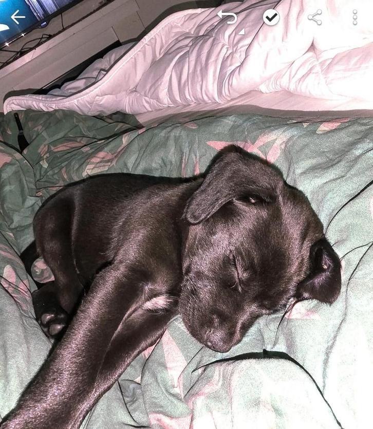 Lieve Pup – Kruising Labrador/Stafford – 9 Weken Oud, Dieren en Toebehoren, Honden | Niet-rashonden, Klein, Reu, Particulier, Eén hond