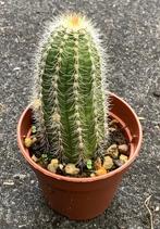 Cactus, Trichocereus, Huis en Inrichting, Ophalen of Verzenden, Cactus, Volle zon, Minder dan 100 cm